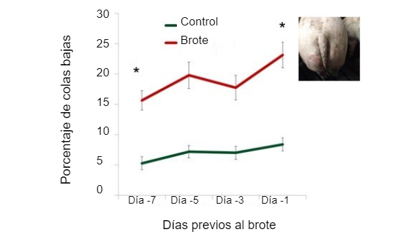 Figura 1. Porcentaje de colas bajas en los días previos al brote. 